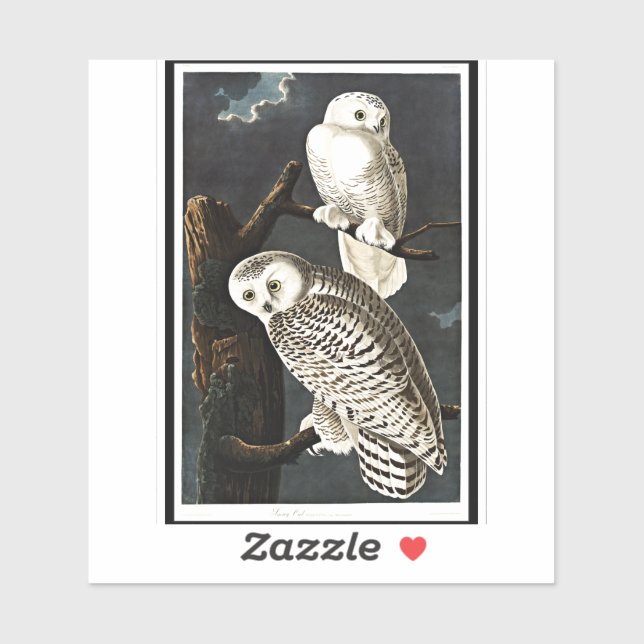 Snowy Owl by John James Audubon (Sheet)