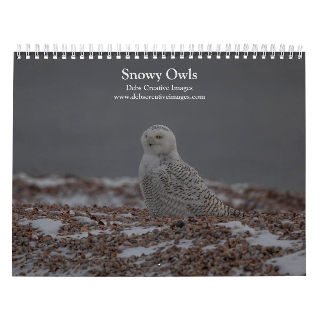 Snowy Owl Calendar 2026 (Cover)