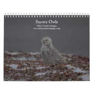 Snowy Owl Calendar 2026