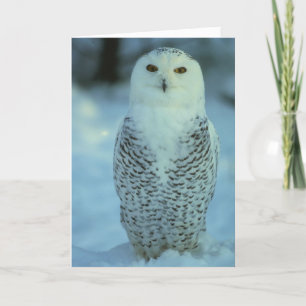 Snowy Owl Card