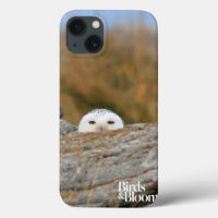 Snowy Owl