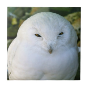 Snowy Owl Ceramic Tile