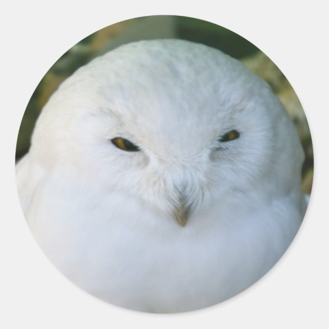Snowy Owl Classic Round Sticker (Front)