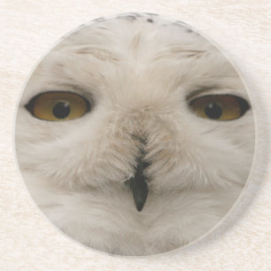 Snowy Owl Coaster