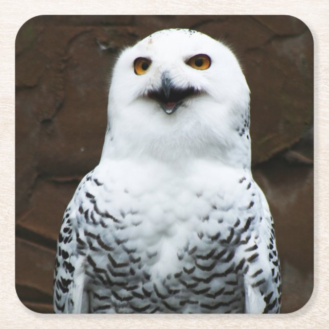 Snowy Owl coastercna Square Paper Coaster (Front)