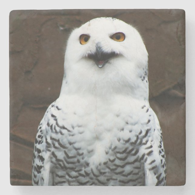 Snowy Owl coastercna Stone Coaster (Front)