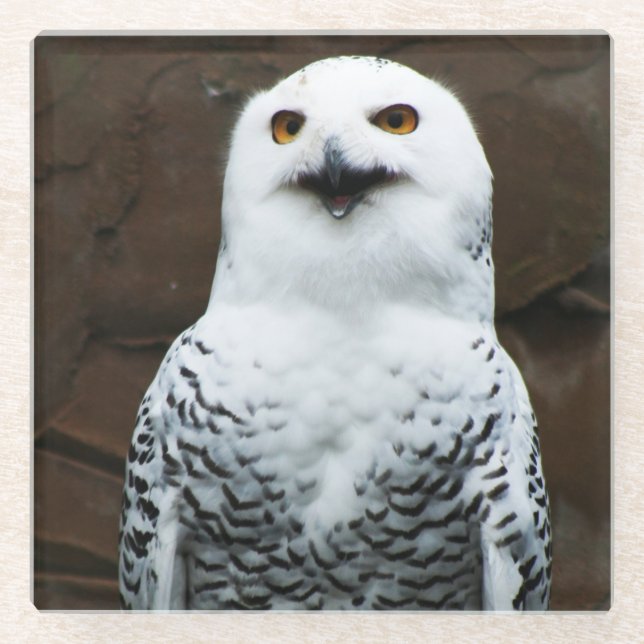 Snowy Owl coastercnm Glass Coaster (Front)