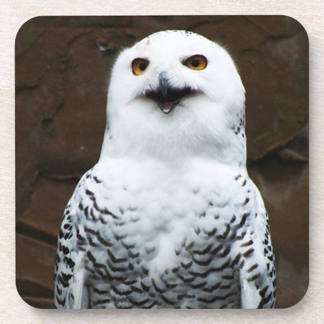 Snowy Owl coasterm Coaster (Front)