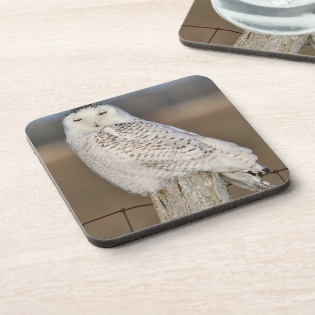 Snowy Owl Coasters (set of 6)  (Left Side)