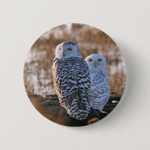 Snowy Owl Couple 6 Cm Round Badge