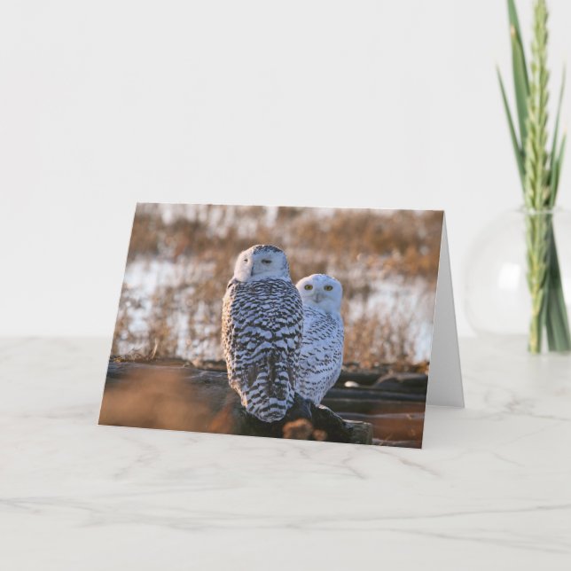 Snowy Owl Couple Card (Front)