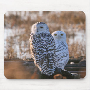 Snowy Owl Couple Mouse Pad