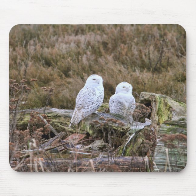 Snowy Owl Couple Mouse Pad (Front)