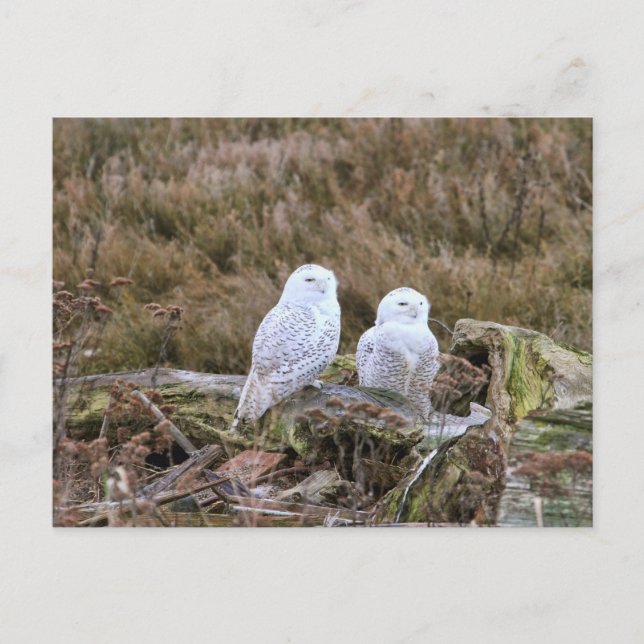 Snowy Owl Couple Postcard (Front)
