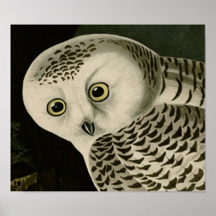 Snowy Owl (detail) Audubon Fine Birds America Poster