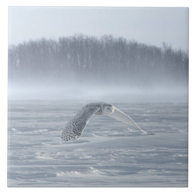 Snowy Owl Flying In Winter Ceramic Tile (Front)