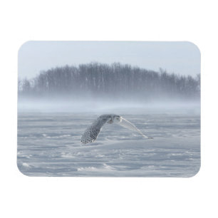 Snowy Owl Flying In Winter Magnet