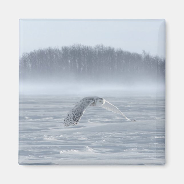 Snowy Owl Flying In Winter Magnet (Front)