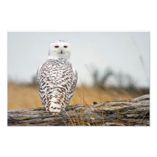 Snowy Owl Immigrant. Photo Print