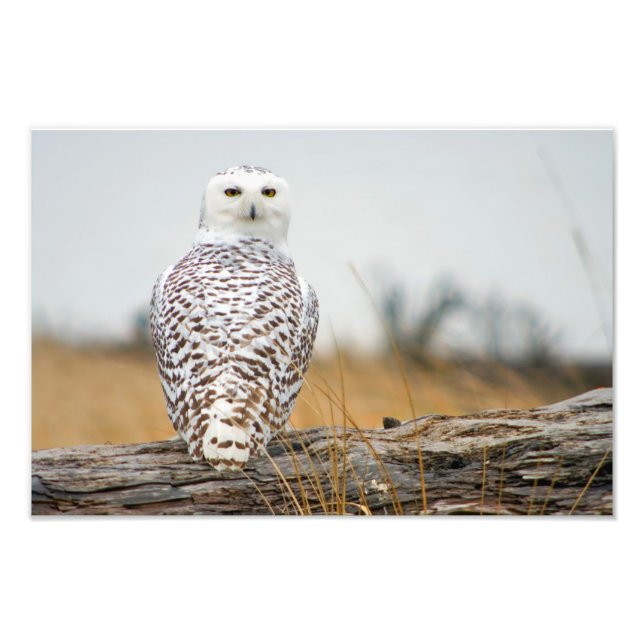 Snowy Owl Immigrant. Photo Print (Front)