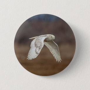 Snowy owl in flight 6 cm round badge
