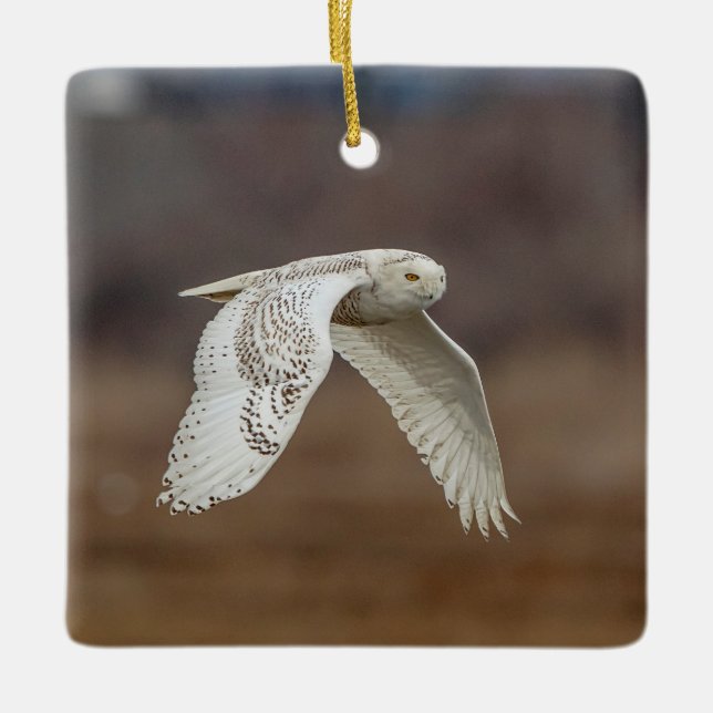 Snowy owl in flight ceramic ornament (Front)