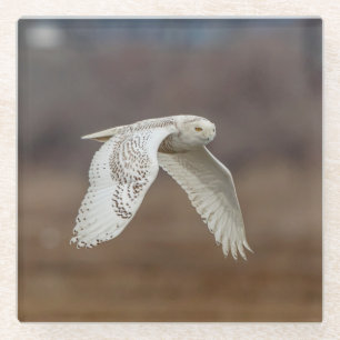 Snowy owl in flight glass coaster