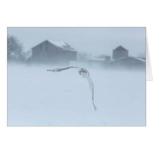 Snowy Owl In Flight In Winter