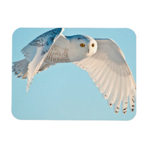 Snowy Owl in flight Magnet