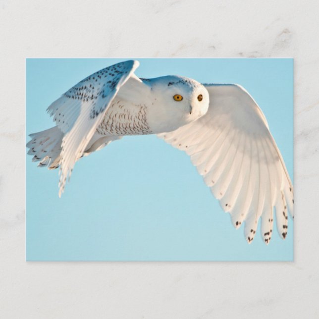 Snowy Owl in flight Postcard (Front)