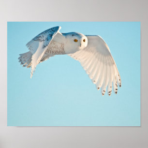 Snowy Owl in flight Poster