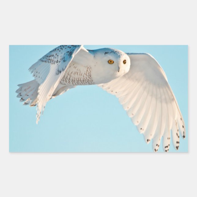 Snowy Owl in flight Rectangular Sticker (Front)