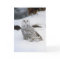 Snowy Owl in The Evening Shadows
