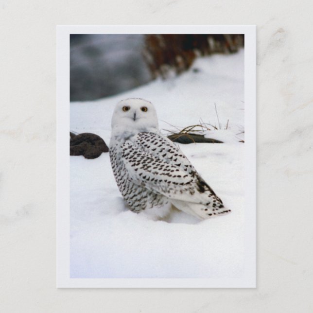 Snowy Owl in The Evening Shadows Postcard (Front)