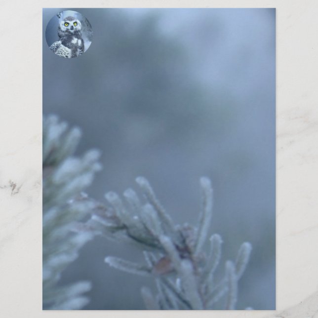 Snowy Owl in Winter (Front)