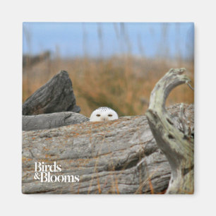 Snowy Owl Magnet