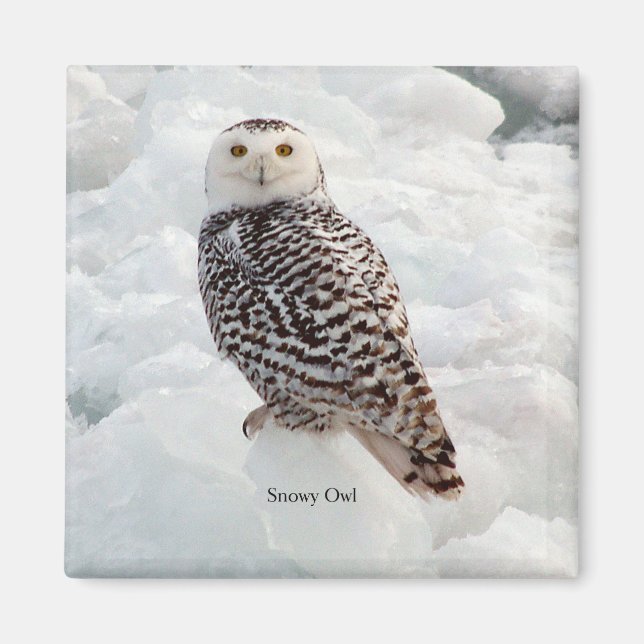 Snowy Owl magnet (Front)