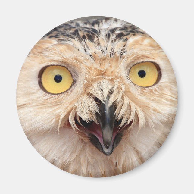 Snowy Owl Magnet (Front)