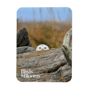 Snowy Owl Magnet
