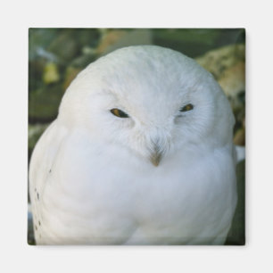 Snowy Owl Magnet