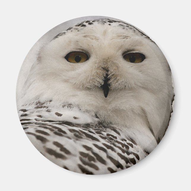 snowy owl magnet (Front)