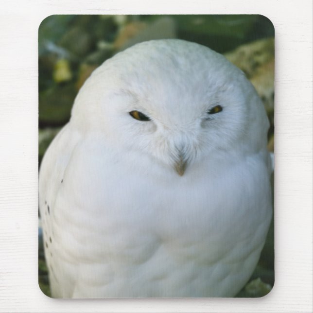 Snowy Owl Mouse Pad (Front)