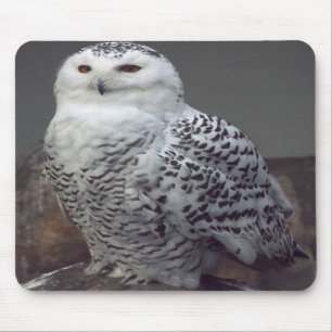 Snowy owl mousepad