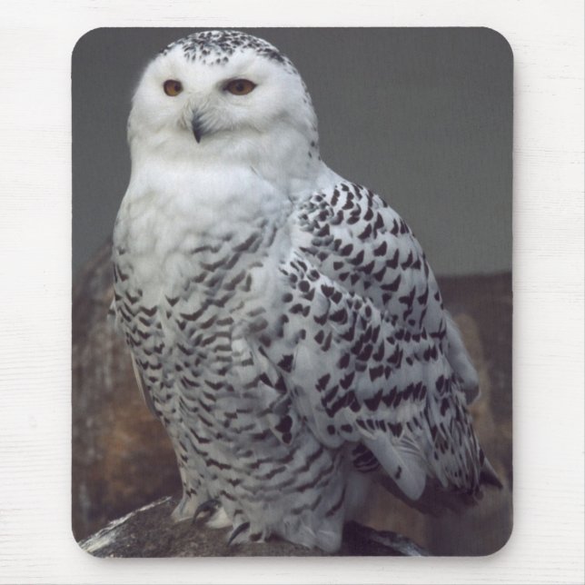 Snowy owl mousepad (Front)