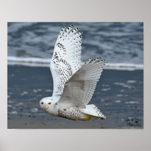 Snowy Owl on Beach  Poster