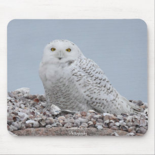 Snowy Owl on shells    Mouse Pad