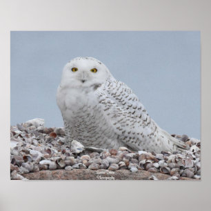 Snowy Owl on shells Poster