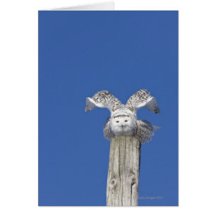 Snowy owl on top of a pole, preparing to take