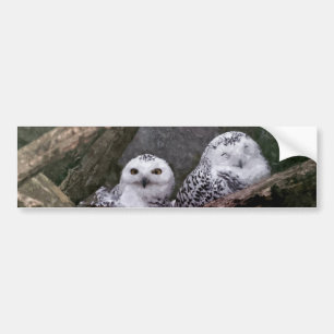 Snowy Owl Pair Woodland Wildlife Art Bumper Sticker