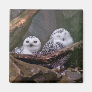 Snowy Owl Pair Woodland Wildlife Art Magnet